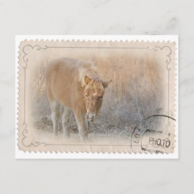 Assateague Island Postcard Postkarte (Vorderseite)