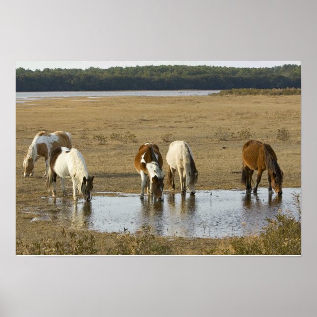 Assateague Ponies Poster (Vorne)