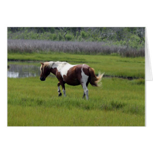 Assateague Wild Horse