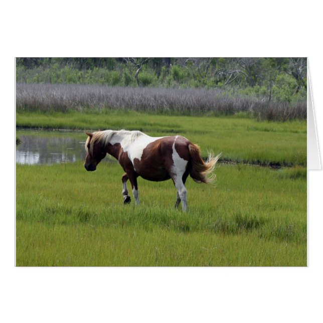 Assateague Wild Horse (Vorderseite (Horizontal))