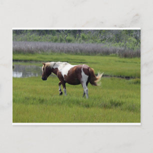 Assateague Wild Horse Postkarte