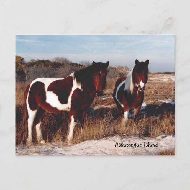 Assateague Wild Horses 2 - Postkarte (Vorderseite)