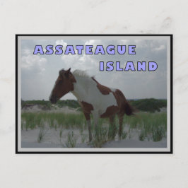 Assateague Wild Horses 2 Postkarte