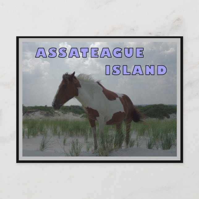 Assateague Wild Horses 2 Postkarte (Vorderseite)