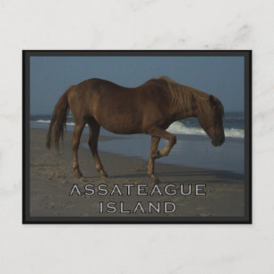 Assateague wilde Pferde 1 Postkarte