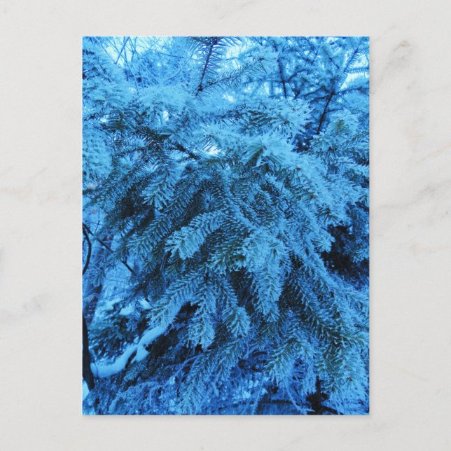 Äste mit Frostkristallen bedeckt Postkarte (Vorderseite)