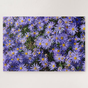 Aster amellus ‚Moerheim gem‘ Puzzle