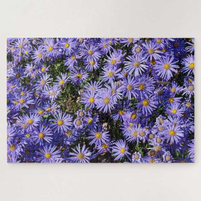 Aster amellus ‚Moerheim gem‘ Puzzle (Horizontal)