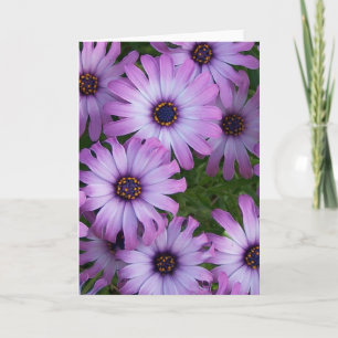 Aster-Blume-Grußkarte Karte