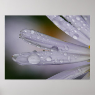 Aster Blume Poster