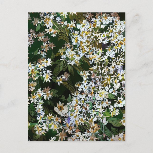 ASTER-BLUME POSTKARTE (Vorderseite)