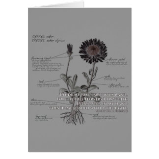 Aster-Blumen-Karte