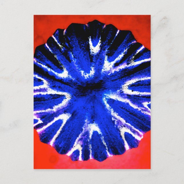 Aster-Blumen-Kunst Postkarte (Vorderseite)