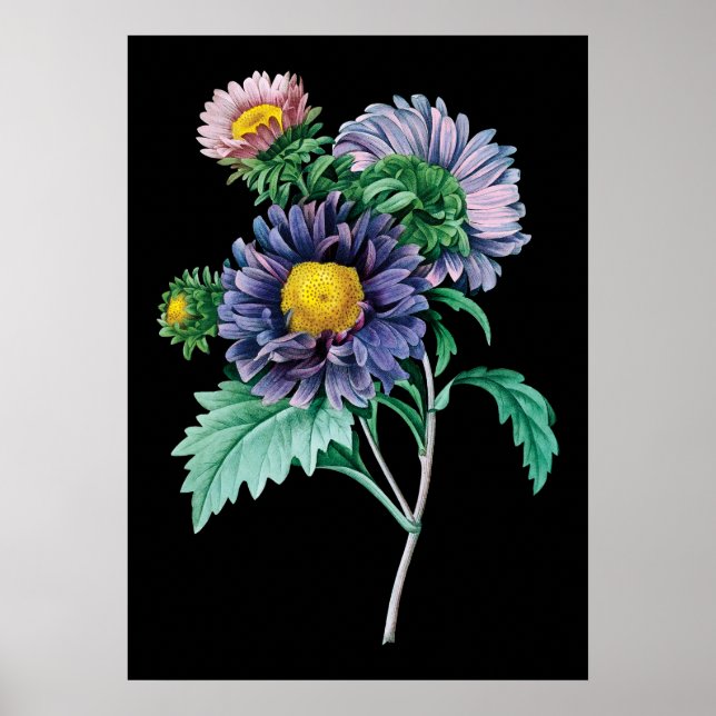 Aster botanischer schwarzer Hintergrund Poster (Vorne)