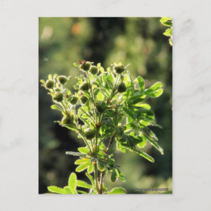 Aster Buds Postkarte