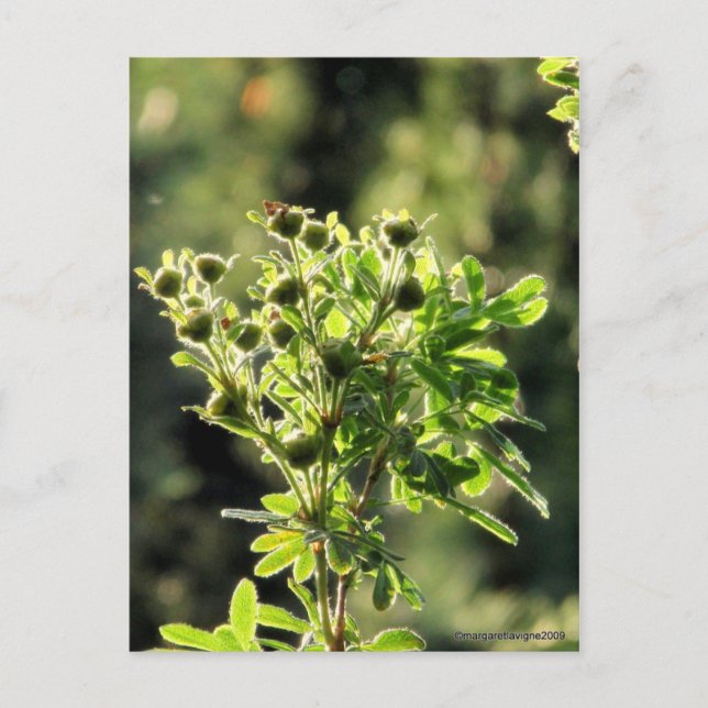 Aster Buds Postkarte (Vorderseite)