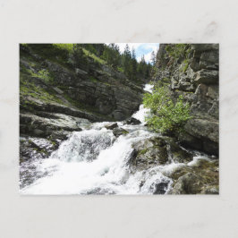 Aster Creek im Glacier National Park Postkarte