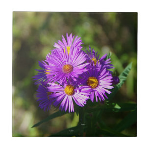 Aster Fliese