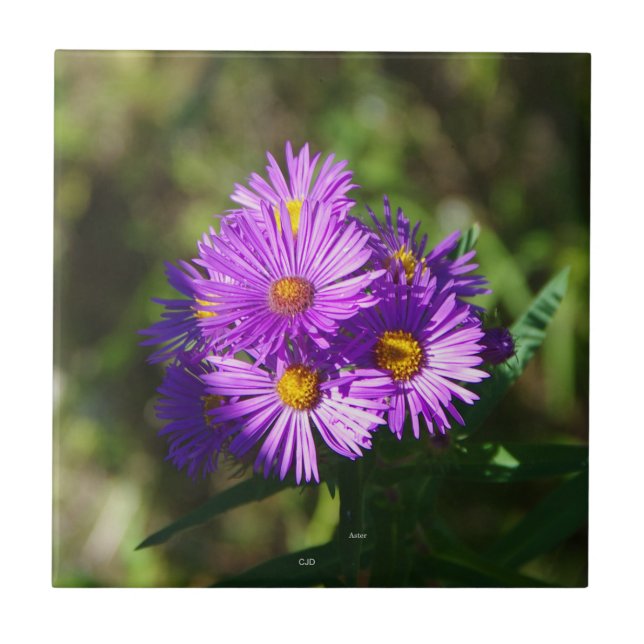 Aster Fliese (Vorderseite)