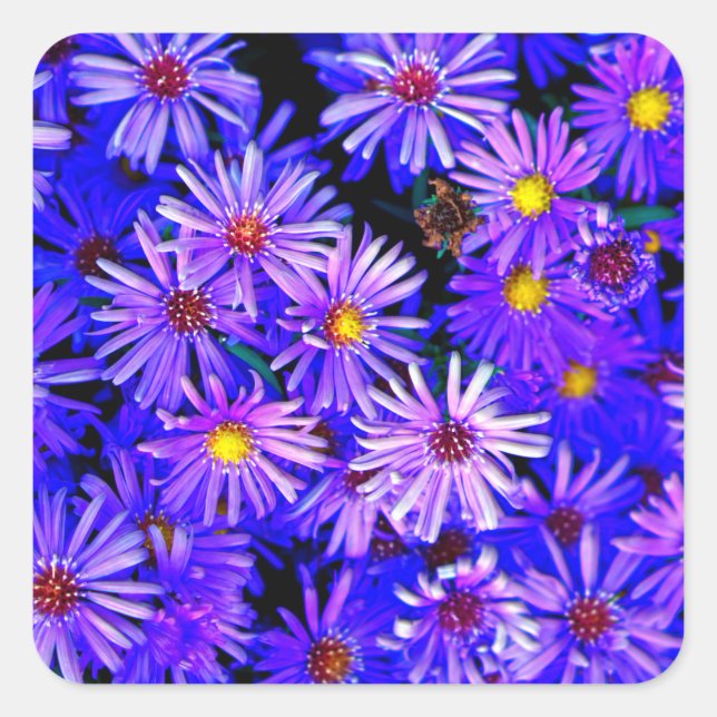 Aster Garden in Full Bloom Quadratischer Aufkleber (Vorderseite)