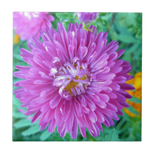 Aster mit Crab Spider Fliese