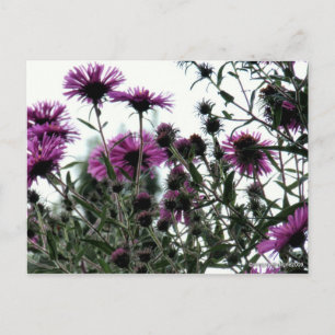Aster mit weißem Hintergrund Postkarte