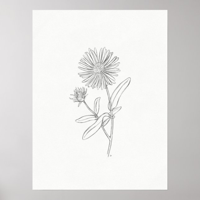 Aster Sketch Print Poster (Vorne)