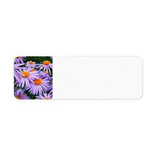 aster-tongolensis-57764 Aster Tongolensis, Natur,