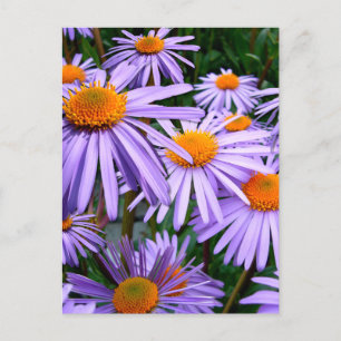 Aster-Tongolensis-Blume Postkarte