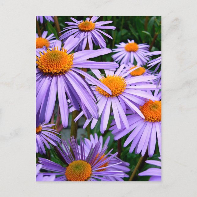 Aster-Tongolensis-Blume Postkarte (Vorderseite)