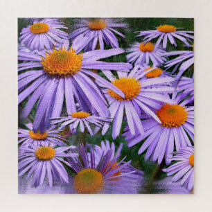 Aster tongolensis puzzle