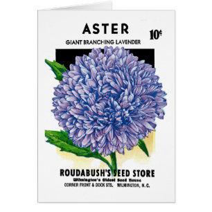 Aster-Vintages Samen-Paket