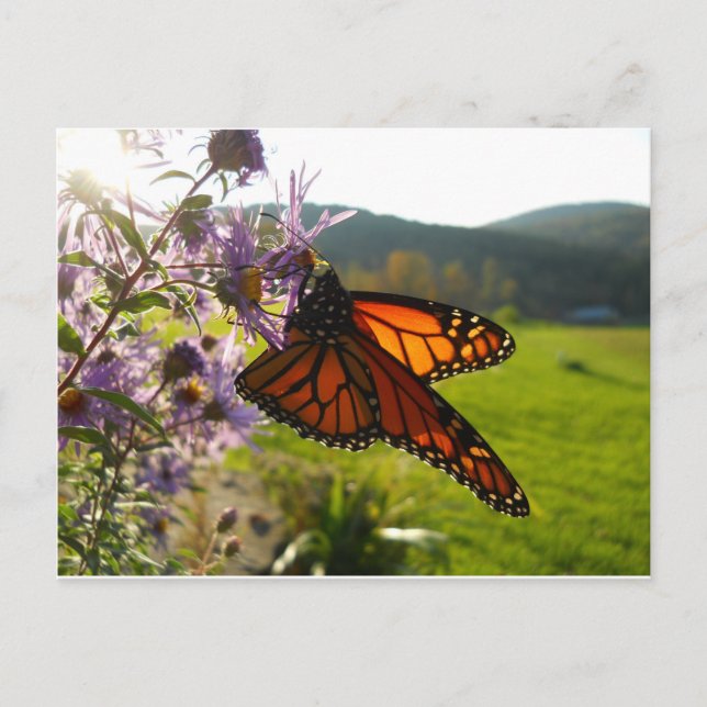 Aster Visitor Postkarte (Vorderseite)