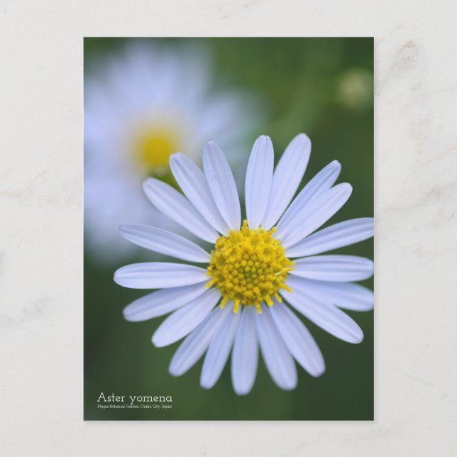 Aster yomena: Postkarte (Vorderseite)