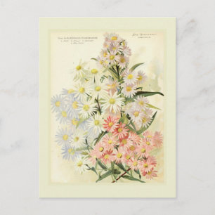 Astern (Michaelisblume) Postkarte