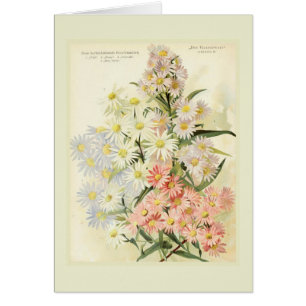 Astern (Michaelmas Gänseblümchen)