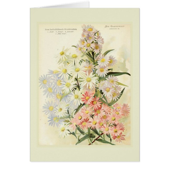 Astern (Michaelmas Gänseblümchen) (Vorne)