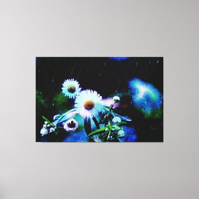 Asters Aglow gepackte Canvas Prints Leinwanddruck (Vorderseite)