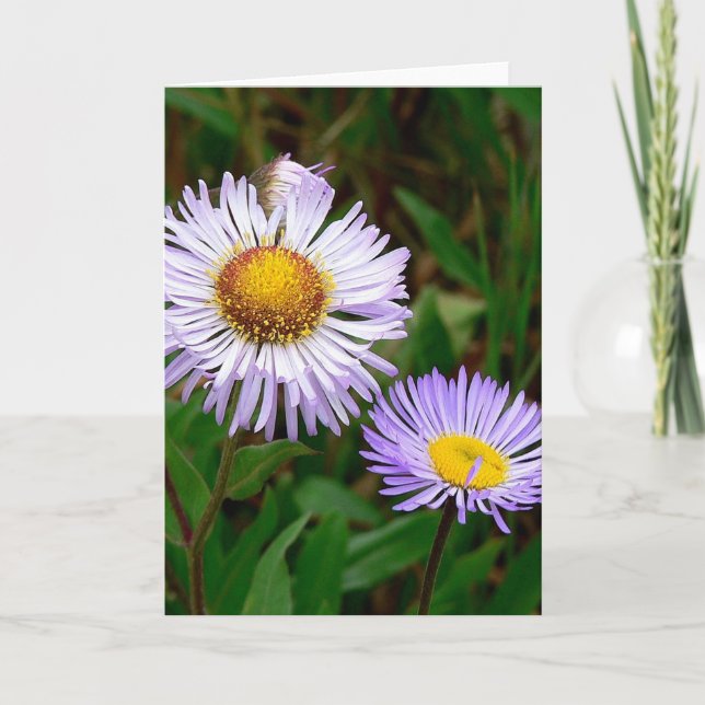 Asters Feiertagskarte (Vorderseite)