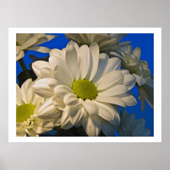 Asters Poster (Vorne)