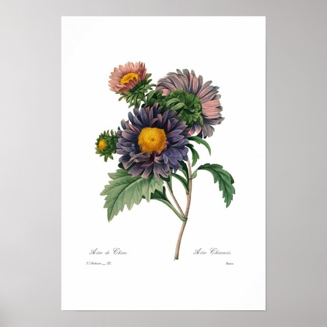 Asters Poster (Vorne)
