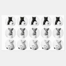 Ästhetisch neugierige Katzen erkunden Toilettenpap