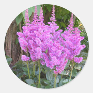 Astilbe ~ Aufkleber