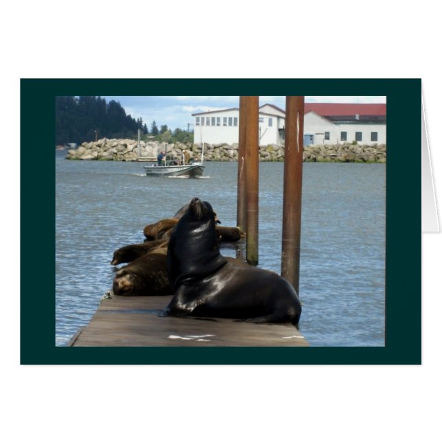 Astoria Oregon Sealions (Vorderseite (Horizontal))