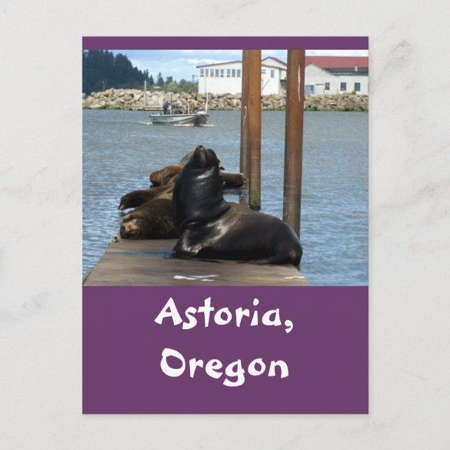 Astoria Oregon Sealions Postkarte (Vorderseite)