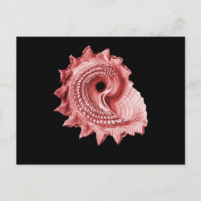 Astraea heliotropium postkarte (Vorderseite)