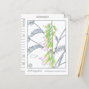 Astragalus Materia Medica Kräuterstudie Postkarte
