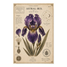 Astral Iris Victorian Botanical Museum Druck