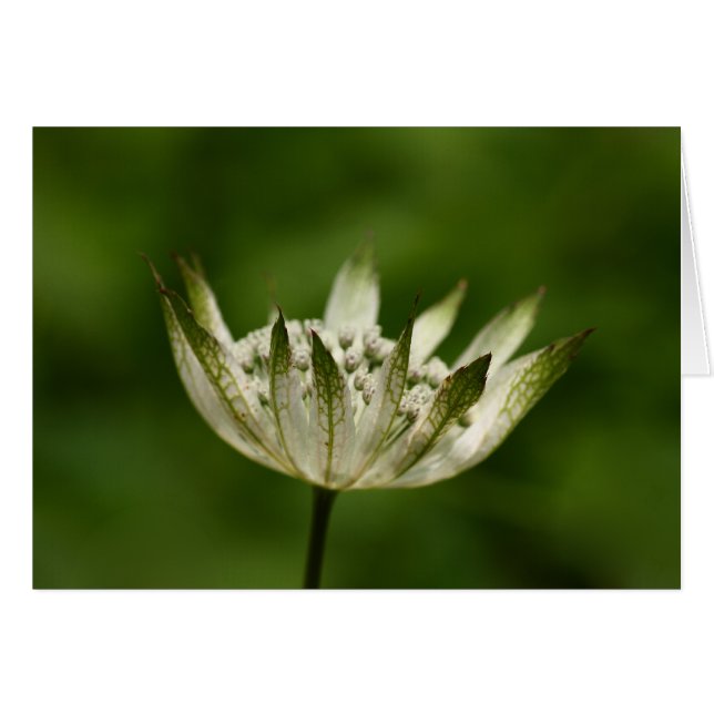 Astrantia (Vorderseite (Horizontal))
