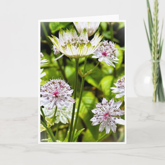 Astrantia Major, die große Blankenkarte des Meiste Einladung (Vorderseite)